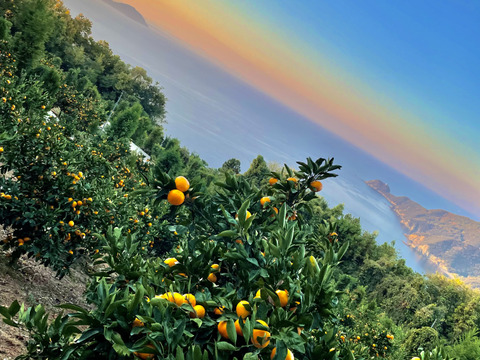 【予約🈹500円引き〜12/3まで】無添加！"愛"ある温州みかんジュース 720ml ×4本セット