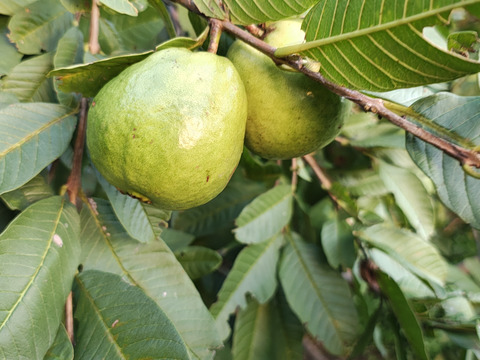 南国リゾート気分が味わえる沖縄産グァバ　(1.5ｋｇ　家庭用）