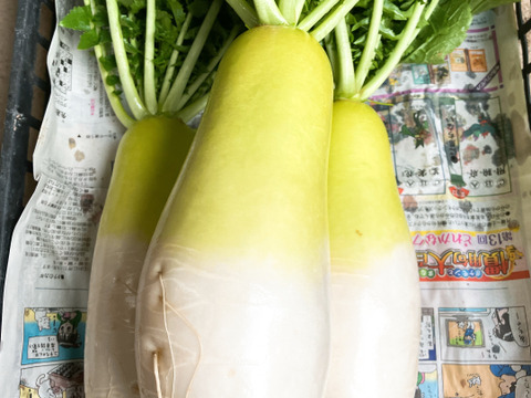 おまかせ野菜セット‼️100サイズの箱でお届け