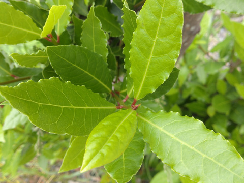 ローリエ月桂樹の生葉または乾燥葉 30枚🌿ハーブ🌿オーガンジーの袋入り♪【自然栽培】 シチュー等のお料理に ハーブティー お風呂に リースやスワッグの材料に🏣ゆうパック