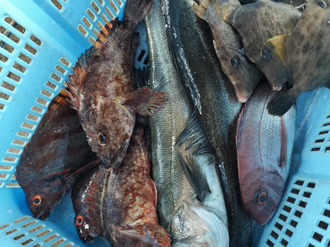 水揚即発送！新鮮！おサカナさん、海産物BOX！2kg