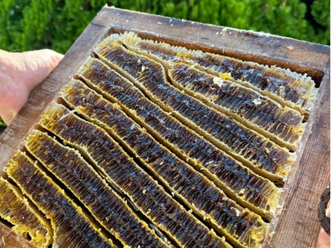 『奥久慈の花蜜』 日本みつばちの天然はちみつ 140g