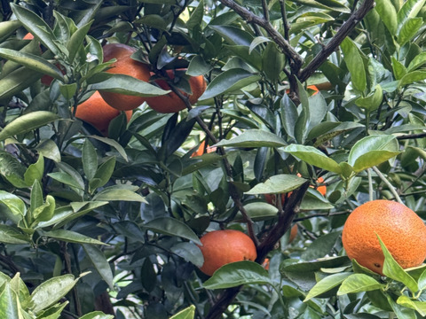 べにばえ（無農、ノーワックス）