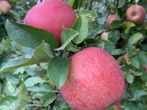 発送開始！完熟葉とらずサンふじ🍎約10㎏