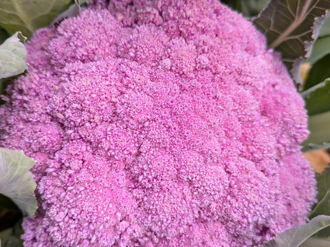 🟣🟡🟢３色セット🟢🟡🟣