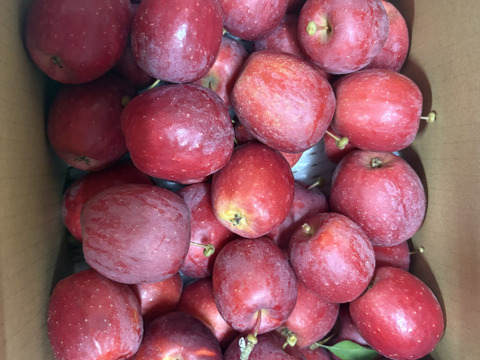 アルプス乙女りんご【訳あり 2kg  】