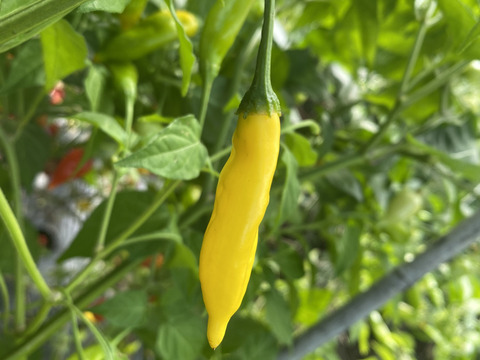 辛い物好き必見‼️ 世界と日本のトウガラシ食べ比べセット　300g程度