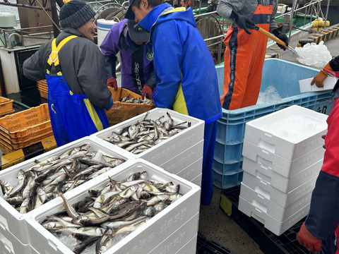 -60冷凍【第三弾】漁師の嫁が作ったハタハタ寿司！ぶりこなしver.１P300g〜