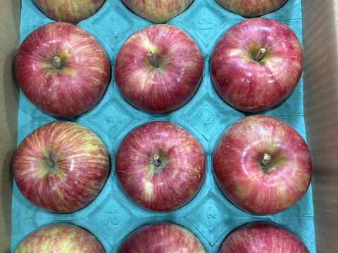 早生りんごの定番のりんご！つがる（9個から12個）収穫後すぐに発送！