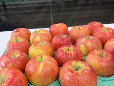 おやつ感覚で！？そのままパクっと！甘くてジューシー！長野県シナノスイート小玉9.8㎏