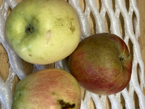 希少な夏りんご『夏あかり訳あり』３㎏