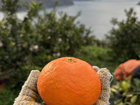 《ご家庭用》愛媛県限定品種『甘平』(5kg)