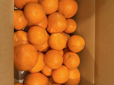 【前回即完売】糖度最高クラス！濃い味好きのための有田みかん 3キロ箱 和歌山県 有田 みかん 2S~3Lサイズ　家庭用キズあり