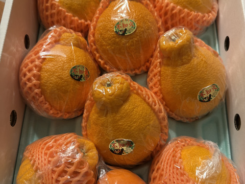 贈答用に❗️ご家庭用に❗️美味しい不知火デコ柑3k