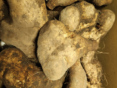 【大豊作】粘りが強く味が濃い大和芋　
畑で冬を越して味が濃くなっています
5kg