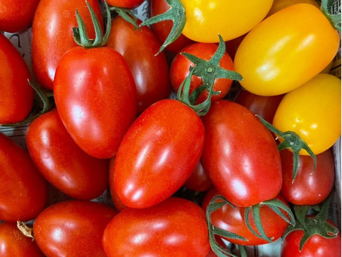 ミニトマト‼️食べ比べセット‼️アイコとイエローアイコ‼️