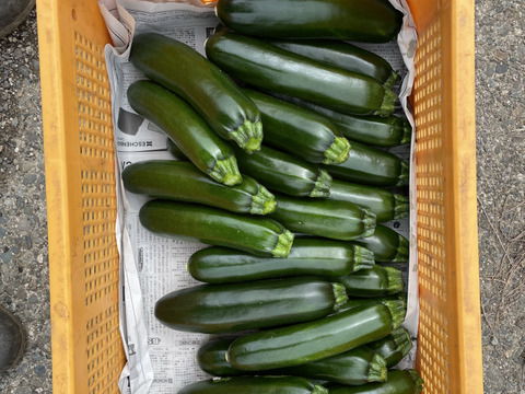 【自然な旨み】オーガニックズッキーニ　6本セット（1.5kg　サイズ混合）