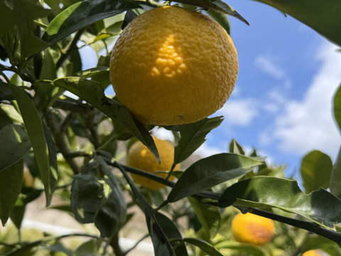 黄金柑（ゴールデンオレンジ）