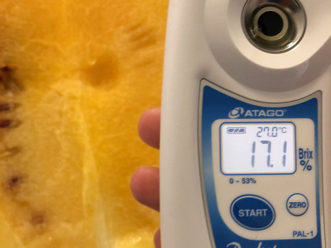 再販【雅】糖度13-16以上【金色羅皇】『大里果樹園のスイカ』M-L