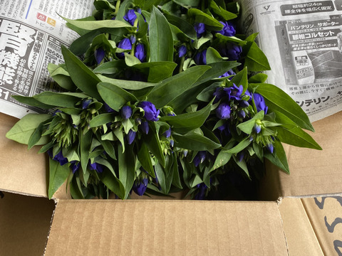 リンドウ　100本　りんどう