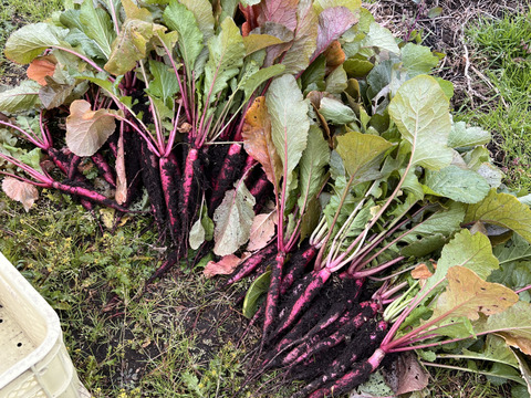 赤かぶの糀漬け