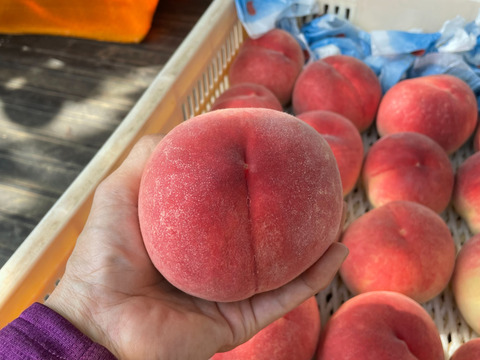【期間限定！山梨県産桃訳アリ品種いろいろ🍑】すぐ発送！約2キロ！中～特大サイズランダム6～８個！一度食べたら忘れられない  その時期一番おいしい品種をお届け【品種おまかせ】