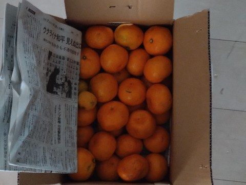 家庭用【自然栽培】 ,クリスマスやお正月に最適 食べやすい甘い 食べ出したら止まらない 早生みかん（3K）