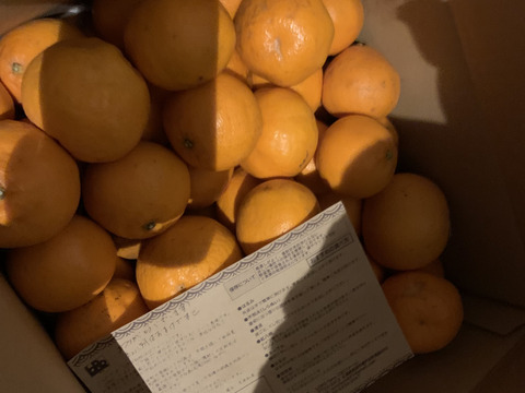 【10kg/ご家庭用】ぷりっ、シャクッ！食感がクセになる！甘くて爽やか「はるみ」