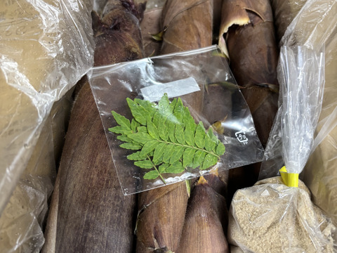 煮て揚げて焼いて抜群の歯ごたえと美味しさ【破竹たけのこ】収穫当日クール発送！４ｋｇ