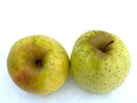 【訳あり・小玉】トキ 甘い果肉と香りが魅力！ 2.5kg (9～14個)