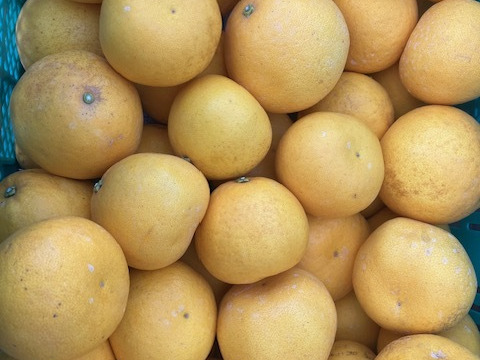 河内晩柑（美生柑）3.5㎏