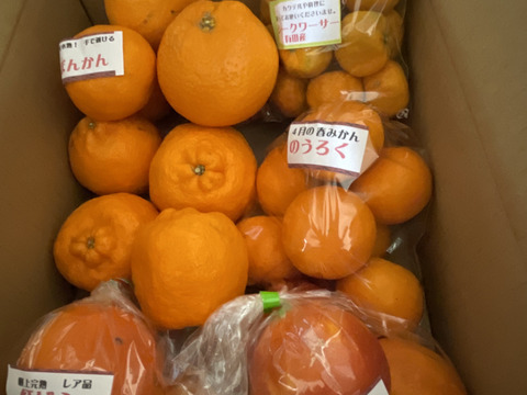 樹上完熟！オマケ付　春柑橘よくばりセット4.8kg(箱込）