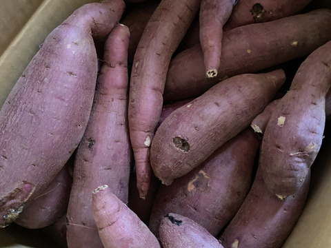 訳あり！熟成紅はるか　5kg  さつまいも