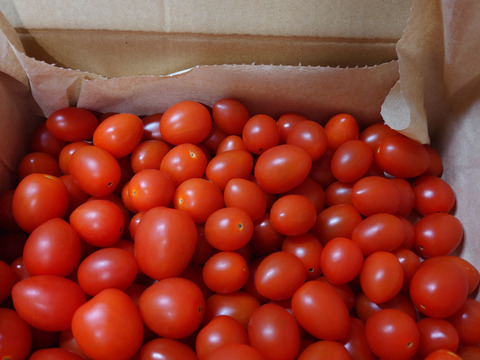 【食べチョク新人賞🏅】やみつきになる甘さ🍅高糖度フルーツミニトマト1Kg