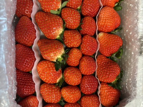 （３月発送）２箱セット
トクトク🍓いちごの宝石箱
朝摘み完熟❤️酵素栽培の
こだわりいちご食べ比べ