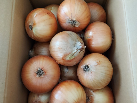 【祝!3年連続金賞🏆】淡路島玉ねぎ5kg