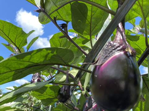 【お漬物セット】皮の柔らかい水茄子と胡瓜のセット商品‼️60サイズの箱でお届け‼️