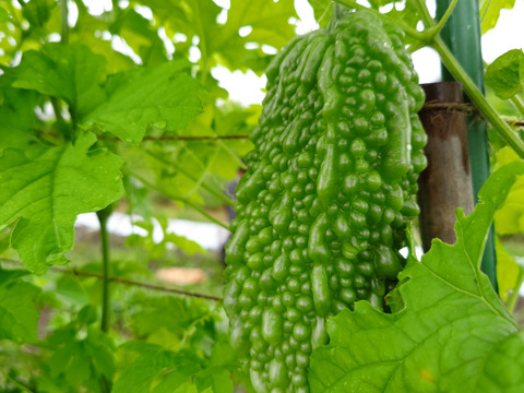 秋の自然栽培野菜LLセット7種類〜《12月、自然栽培野菜5.5kg前後80サイズ》朝採りで超新鮮［季節の固定種在来種専門農家だからできる］淡路島から初収穫固定種人参いり