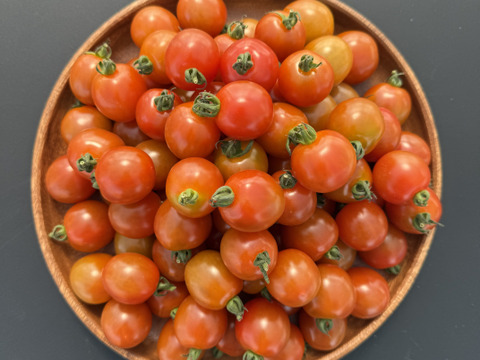 甘みとコクの赤ミニトマト1kg｜福島県大熊町産｜サンゴ砂礫農法