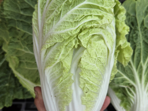 堆肥、肥料、農薬一切無し　自然農法白菜４玉