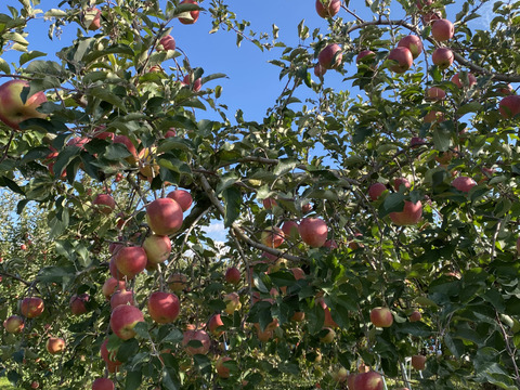 果汁たっぷり！家庭用サンフジ3kg