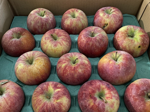 【終わります🍎】シナノリップ5キロ箱 訳あり品商品ID62461 長野県 信州 安曇野 リンゴ 幻 幻のリンゴ 予約 希少 旬
