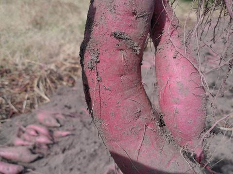 元イタリアンシェフが育てる紅はるか5kg栽培期間中、農薬、化学肥料不使用【冬ギフト】