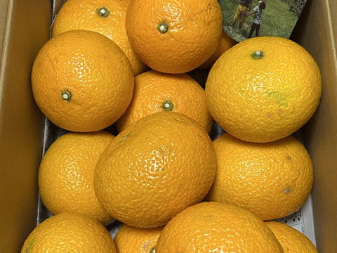 完熟！新春収穫予定【スイートスプリング】4ｋｇ程度