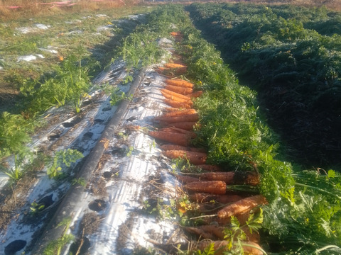 爽やかな香りと最高の甘み！冬人参【ちはま五寸】3kg