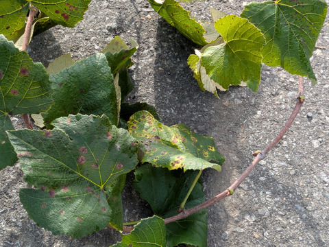 ぶどうのつる　約50センチ　2本　できるだけ葉っぱ付き　ほぼ農薬無しです。