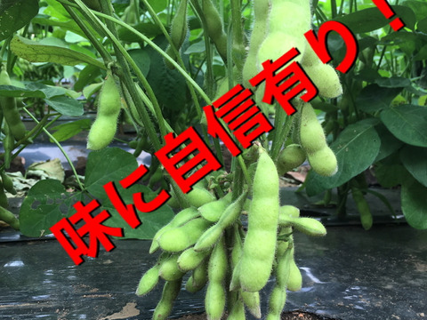 枝豆:湯上がり娘900g☆味には自信が有ります！おつまみに♪「収穫日即日発送です！