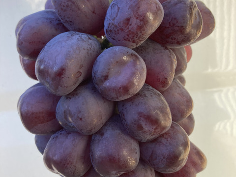 ラスト1房！超希少新品種　富士の輝き　超大房1キロg以上　通称ブラックシャインマスカット！