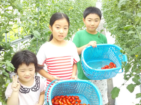 甘みと旨味の「ロッソナポリタン」1ｋｇ☆美肌ミニトマト：岡山県産の