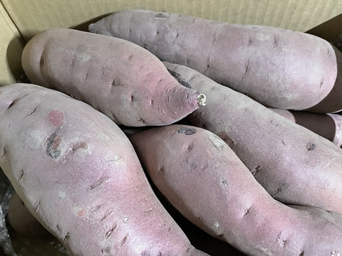 【残り僅か】【特大サイズ！】ねっとりとした食感と濃厚な甘さのさつまいも　ポッテリーナ(5kg)